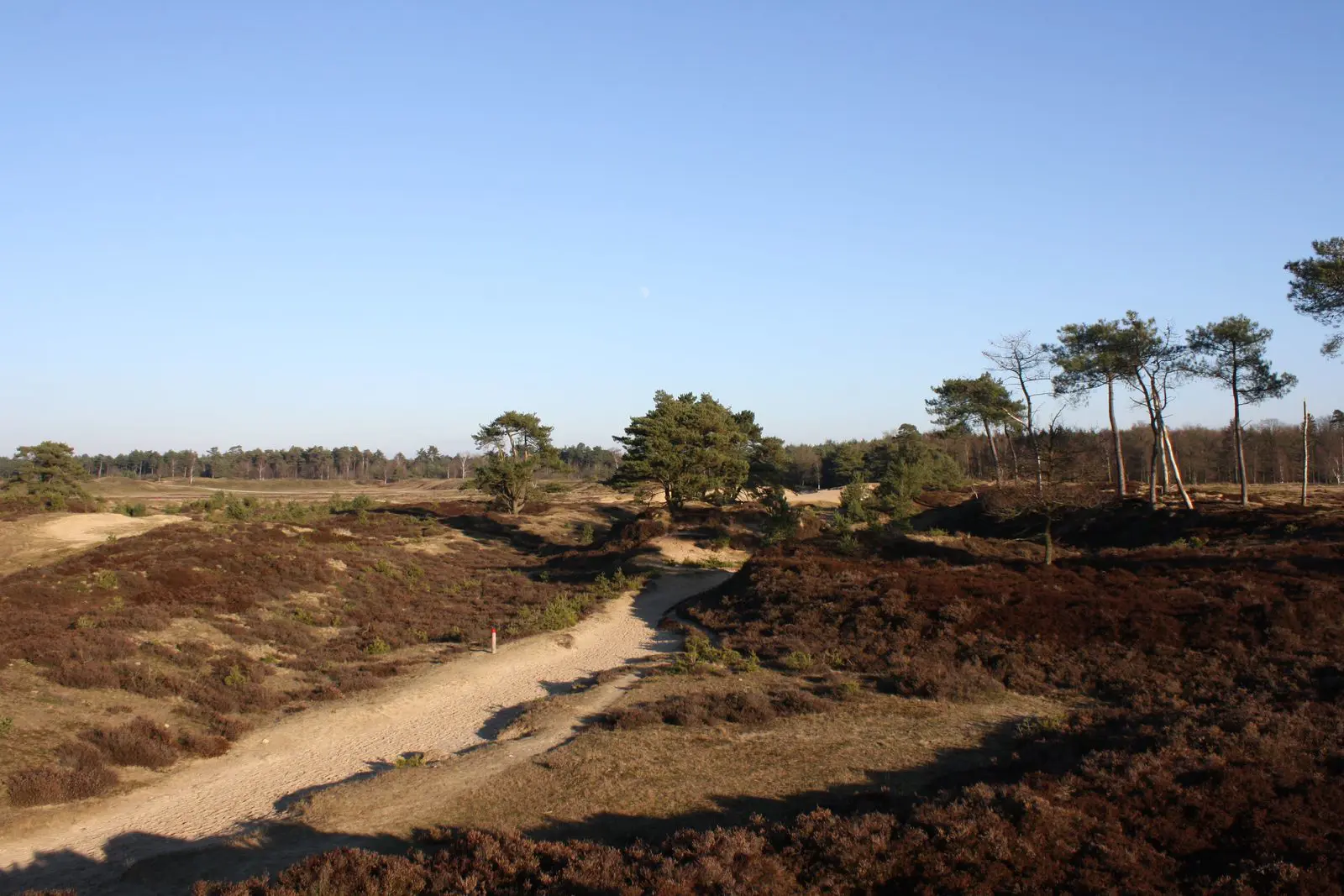 Wandelpad door heide en natuurgebied in rustige landelijke omgeving.